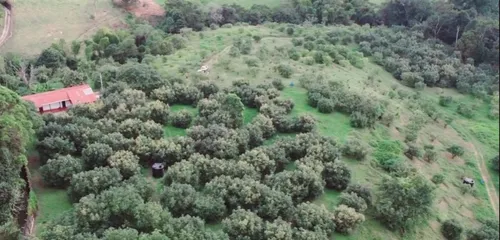 Excelente Finca Productora De Aguacate