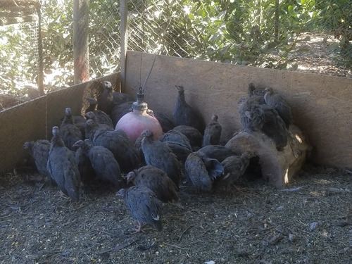 Imagen 3 de 5 de Gallinetas Criadas En Campo!