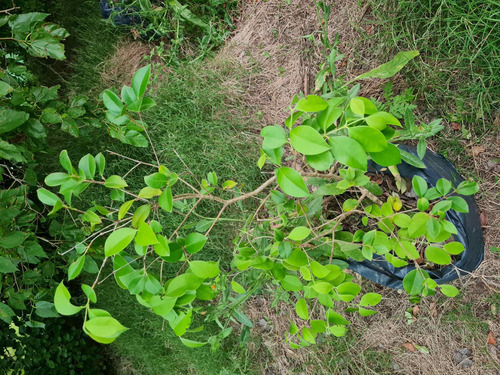 Arbol  Nativo De Guaviyu