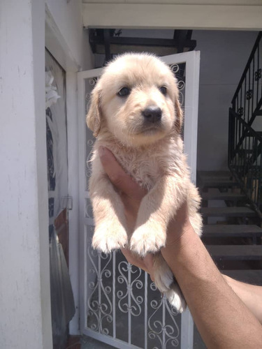 Cachorros Golden Retriver 