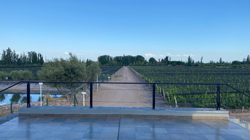 Venta | Bodega Con Viñedo | Maipú, Mendoza