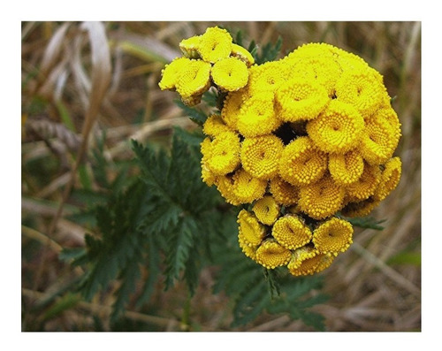 30 Sementes De Catinga De Mulata Tanaceto Tanacetum Vulgare