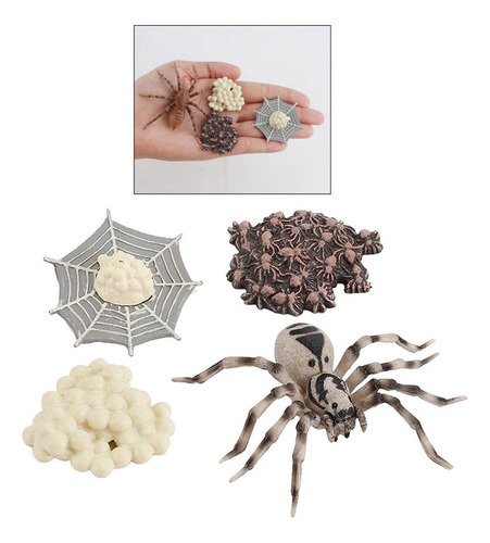 De Vida De Una Araña Incluye Huevo, Larva, Araña Y Araña