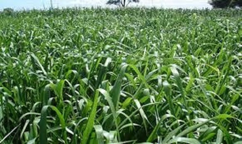 Brachiaria Brizantha Mg-5 Vitoria - 1 kg de semillas