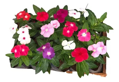 60 Sementes De Vinca Madagascar Espécie Exótica