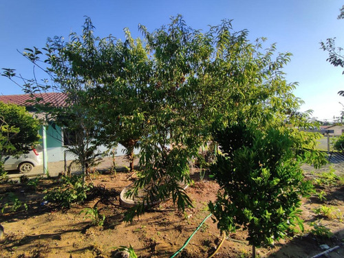 Imagem 14 de 15 de Casa Para Venda Em Piên, Trigolândia, 3 Dormitórios, 2 Banheiros, 10 Vagas - Pie2200_1-2209259