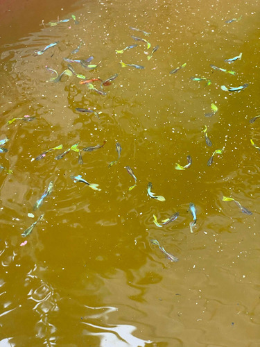 Peces Gupys