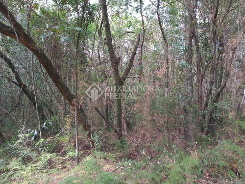 Imagem 3 de 11 de Terreno - Centro - Ref: 233072 - V-233072