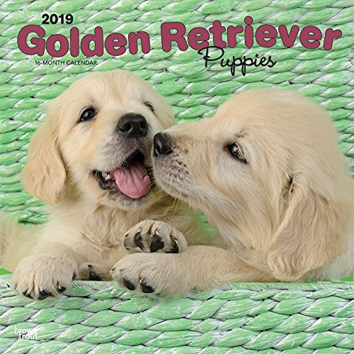 Golden Retriever Puppies 2019 12 X 12 Inch Monthly Square Wa