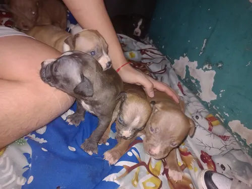 Cachorros Pitbull