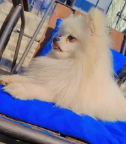 Comprar Pomerania Con Pedigree Para Monta