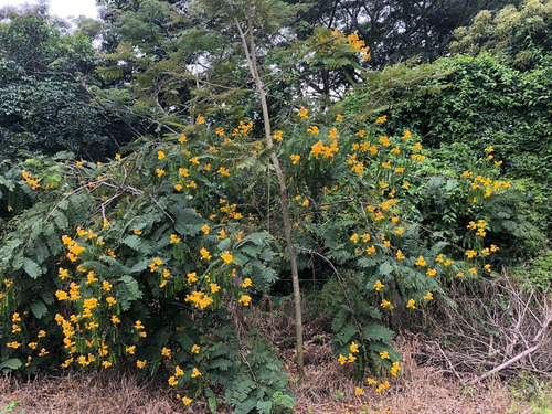 Terreno En Venta En Don Ventura