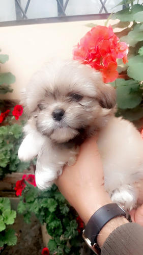 Shitzu Cachorros Macho Y Hembra 300 Color Caramelo Puros
