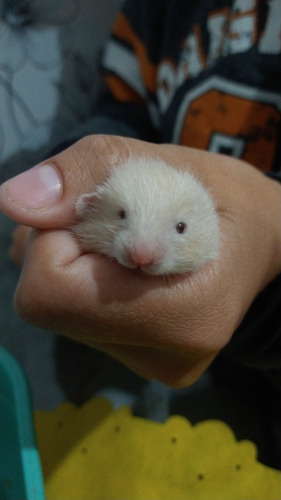 Imagem 2 de 5 de Hamsters Anão Russo