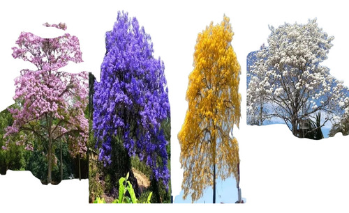 Arboles De Guayacan Primavera Rosa Amarillo Morado Y Blanco