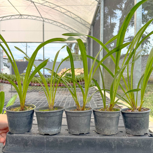 Mudas De Orquidea Cymbidium Kit C/6 Com Vaso