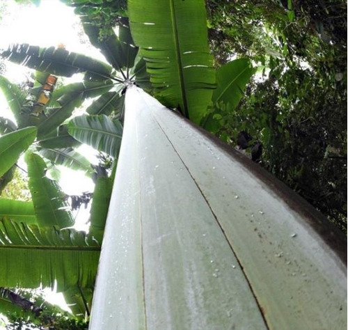 Bananeira Gigante Musa Ingens Fruta Sementes Frescas P/ Muda