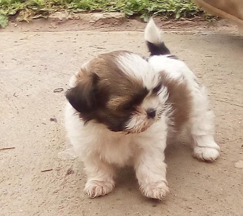 Shih Tzu Precio De Locura Cachorro Garantizado.