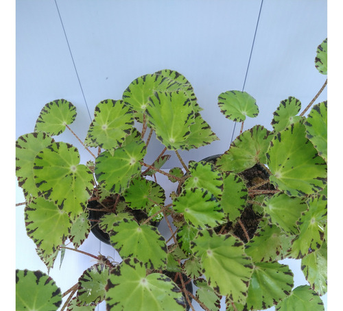Muda De Begônia Beleaf Lima Love