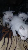 Comprar Gatitos Siames Puros Padres Ala Vista.