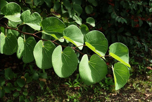 Imagen 3 de 10 de Árbol Del Amor, Árbol De Judas, Cercis Siliquastrum 10lts