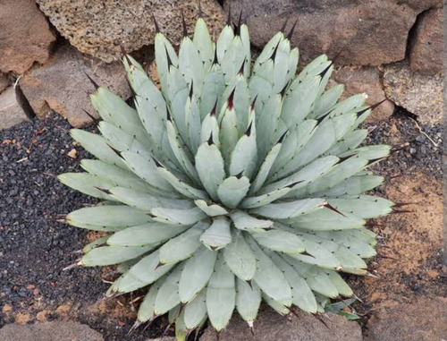 Agave Macroacantha, Maguey Mexicano, Mp