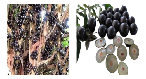 Árbol De Jaboticabo Ó Jabuticaba Para Maceta (injerto)