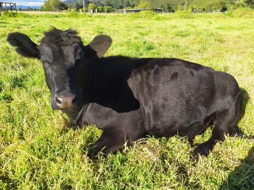 2 Vacas Holstein Y 1 Vaca Angus (negociable El Precio)