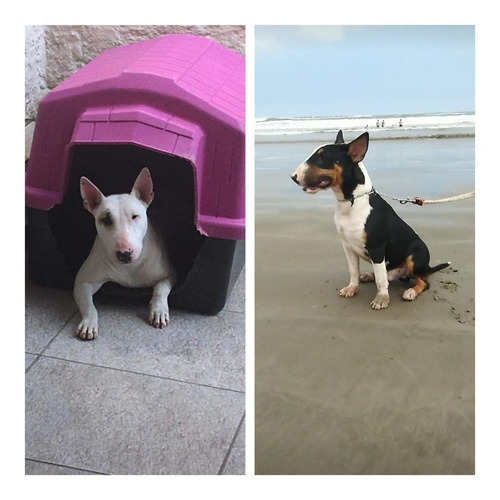 Filhotes De Bull Terrier Disponíveis 