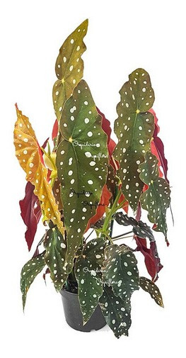 Planta Begonia | MercadoLivre ?