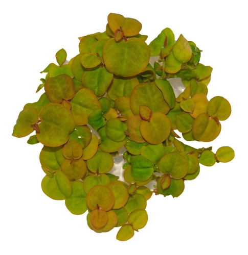 Phyllanthus Fluitans Orelha De Onça (flutuante) (in Vitro)