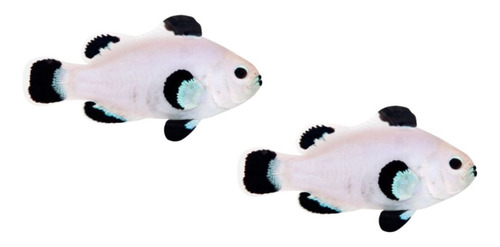 Peixe Palhaço Snow Storm - 2 Peixes Branco