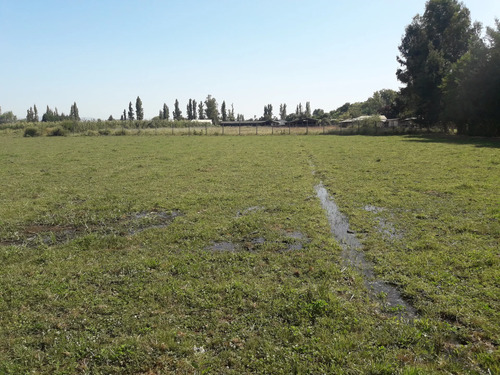 Vendo 2 Ha Pangue Arriba, San Rafael, Talca