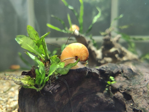 Caracol Manzana