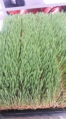 Nutrientes Para Forraje Verde Hidroponico Para 1000l