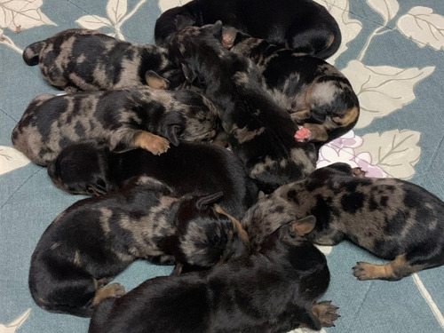 Imagen 2 de 10 de Perros Salchichas Cachorros Mini