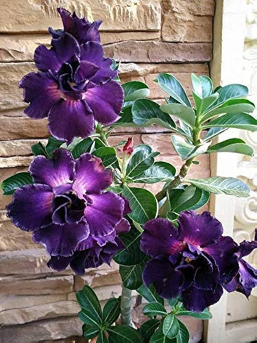 50 Semillas Rosas Del Desierto Adenium Purpura + Regalo