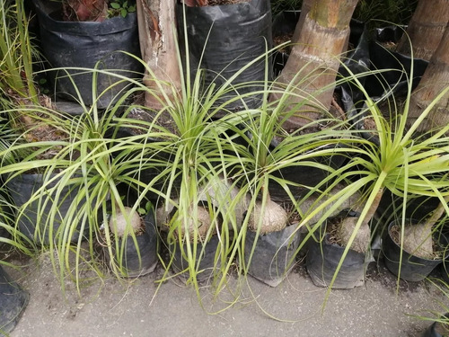 Palmera Pata De Elefante 50 Cm Con Mercado Envíos 