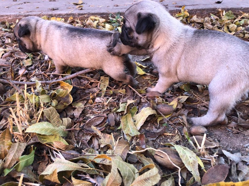 Cachorros Pug Solo Estado De Chihuahua