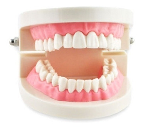 Arcada Dental Modelo Para Estudio Y Práctica