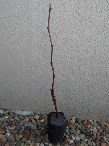 Muda De Uva Niágara Branca Com 80 Cm Enxertada Já Produz!