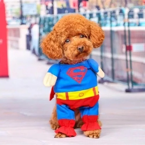 Disfraz Superman Para Perro Chihuahua