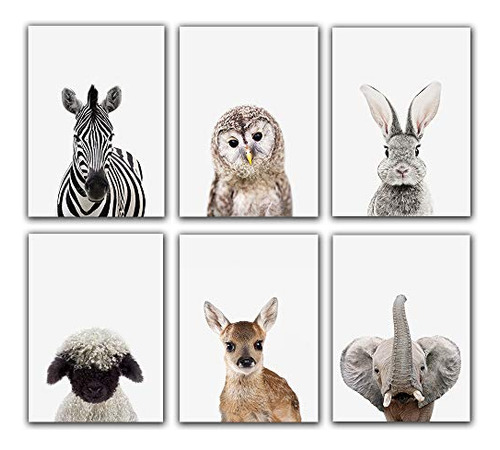 Safari Baby Animals Adorable Furry North American Portr...