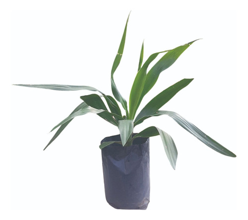 Palmera Yucca Pie De Elefante Gigantea