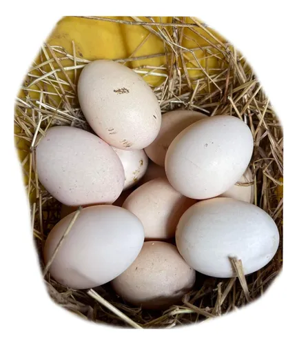 Huevos Fértiles Gallinas Brahma Pura