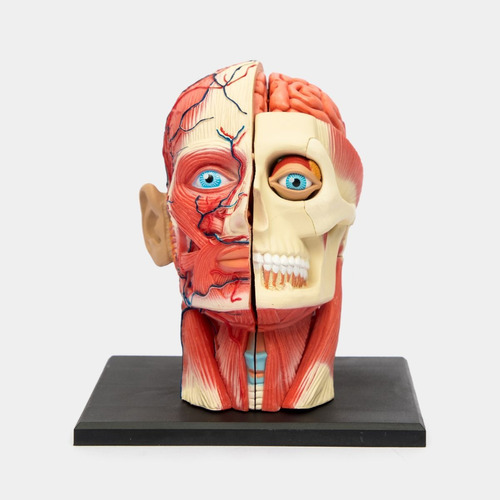 Modelo 3d De Anatomía De La Cabeza Humana Escala 1:3 