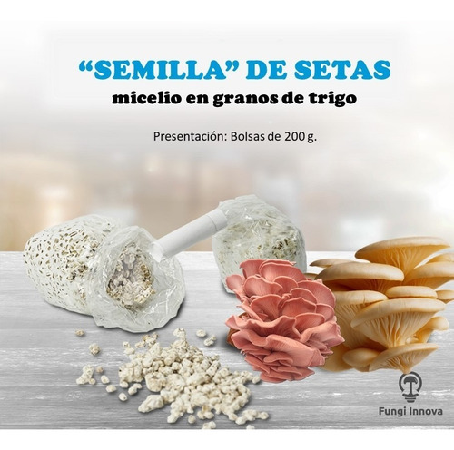 Semilla De Setas  Pleurotus  Hongos Comestibles 