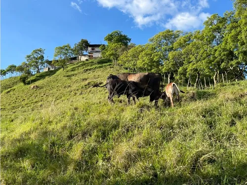 Venta Finca Productiva 132 Hectáreas Entre Pácora Y Salamina, Caldas