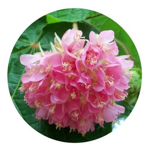 Imagem 1 de 5 de Muda De Dombeia - Dombeya - Linda Árvore Com Flores Rosas !!