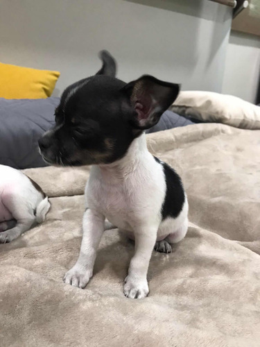 Imagen 1 de 4 de Cachorro Chihuahua Macho Guayaquil